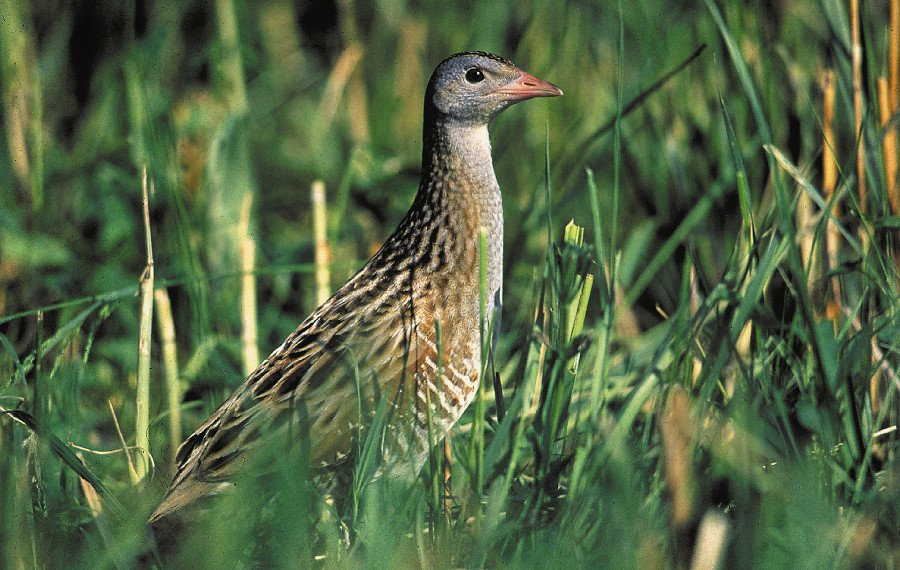 Nationalpark-Donau-Auen-9470-1-Fauna-WT-Vogel-Wachtelkonig,BirdLifeB.jpg