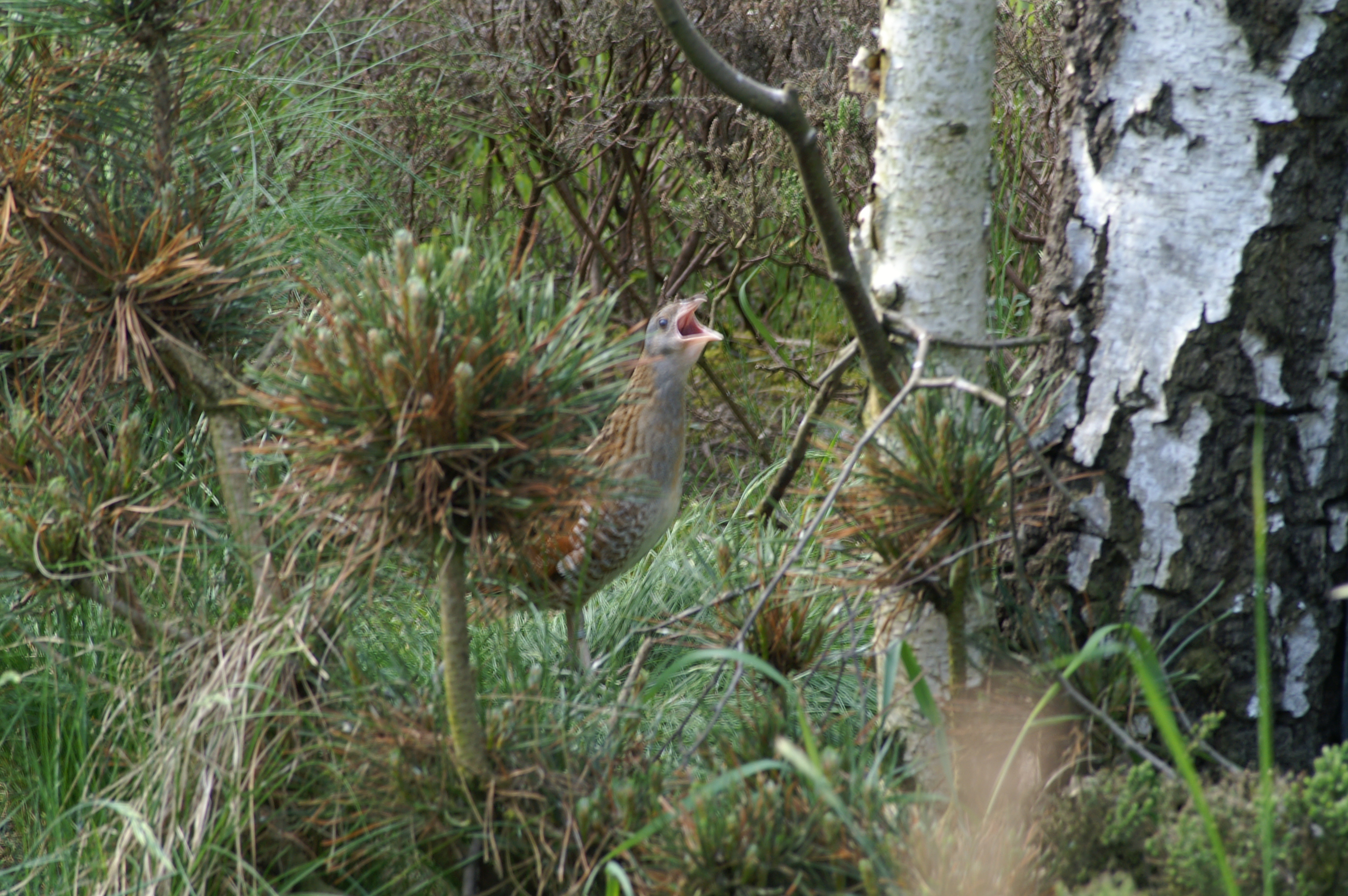 Nationalpark-Donau-Auen-Wachtelkonig1,Ing.-Petr-Pivonka.jpg