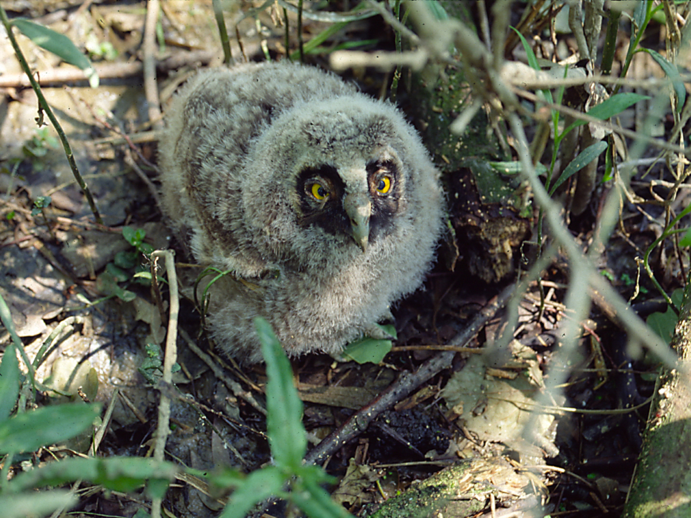 Nationalpark-Donau-Auen-11208-1-Fauna-WT-Vogel--Waldohreule,Sendor,Zeman.jpg