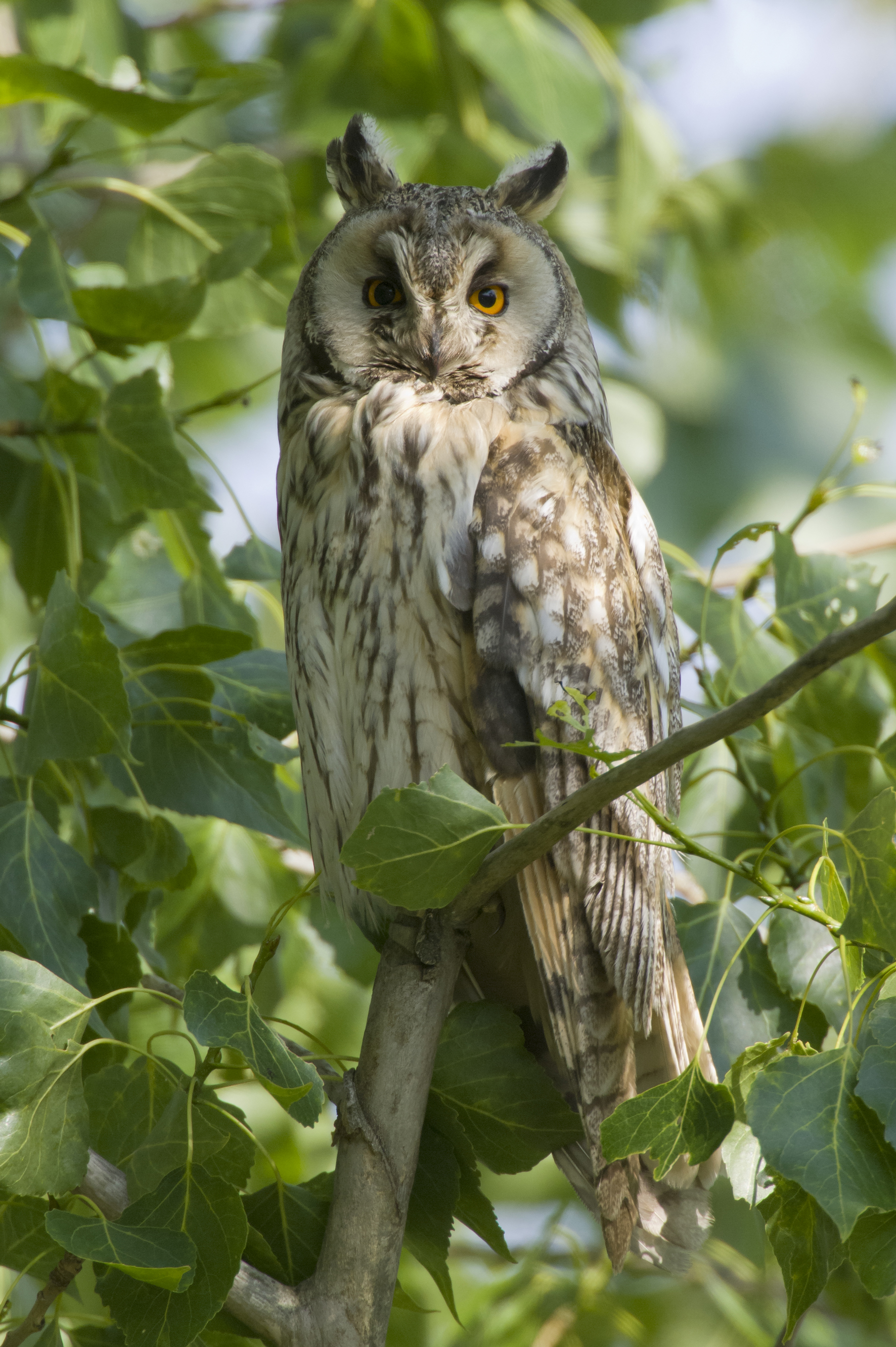 Nationalpark-Donau-Auen-31618-1-Fauna-WT-Vogel--Waldohreule,Kreinz.jpg