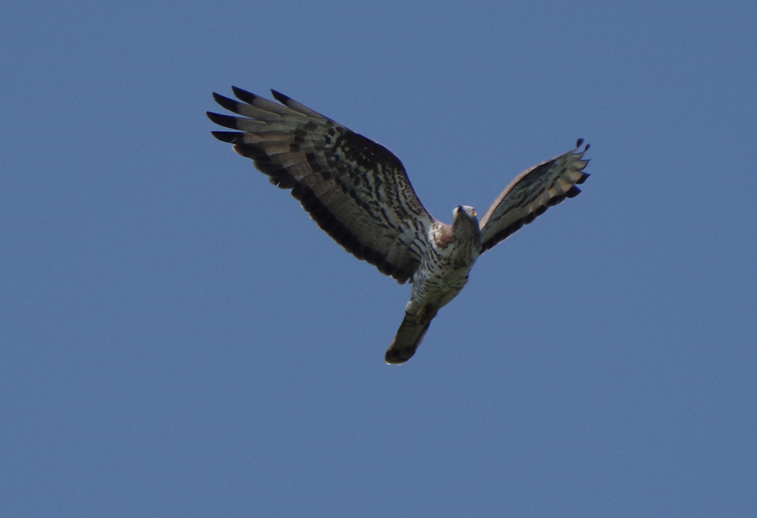 Nationalpark-Donau-Auen-46365-1-WT-Vogel-Wespenbussard,Sendor.jpg
