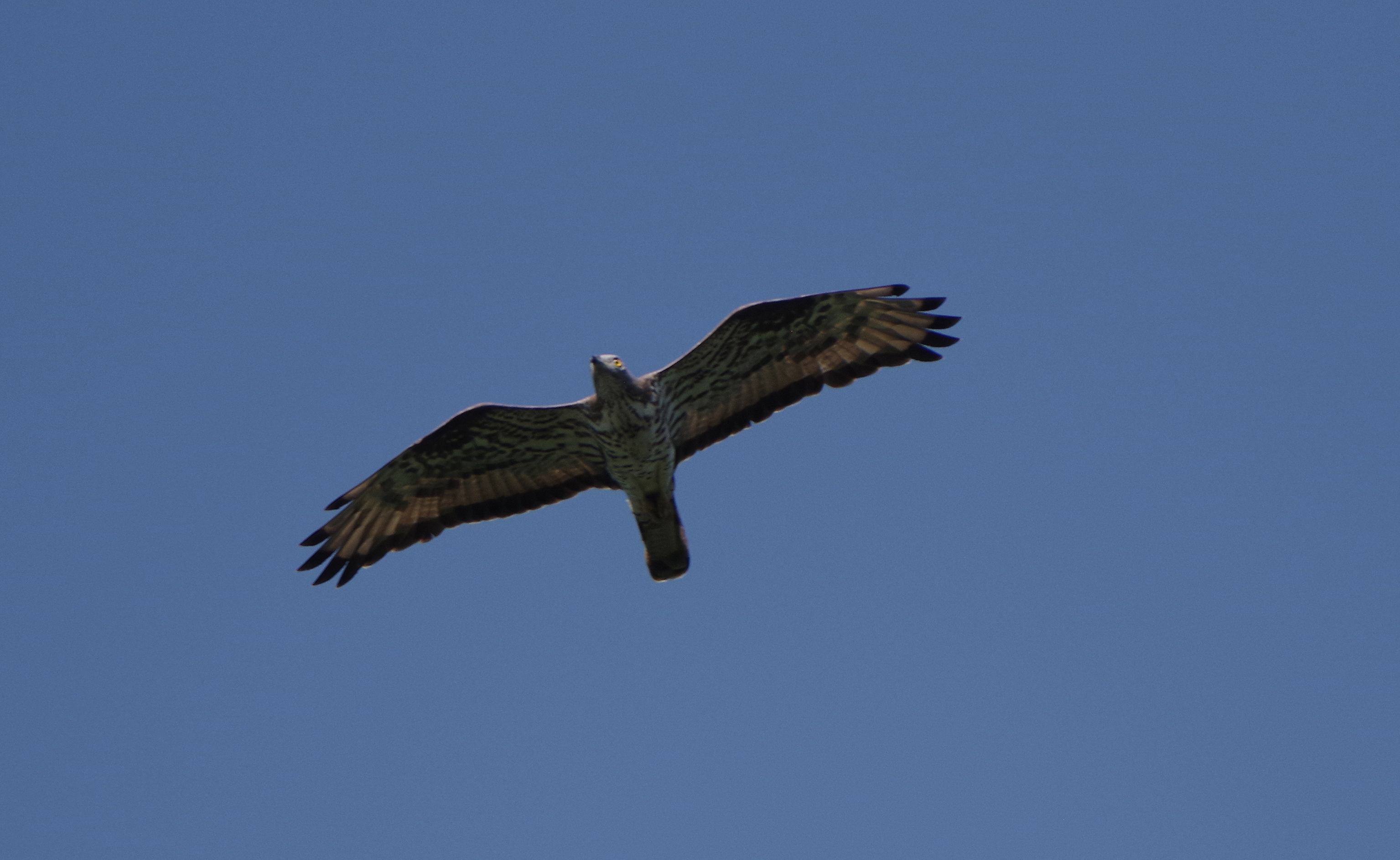Nationalpark-Donau-Auen-46366-1-WT-Vogel-Wespenbussard,Sendor.jpg