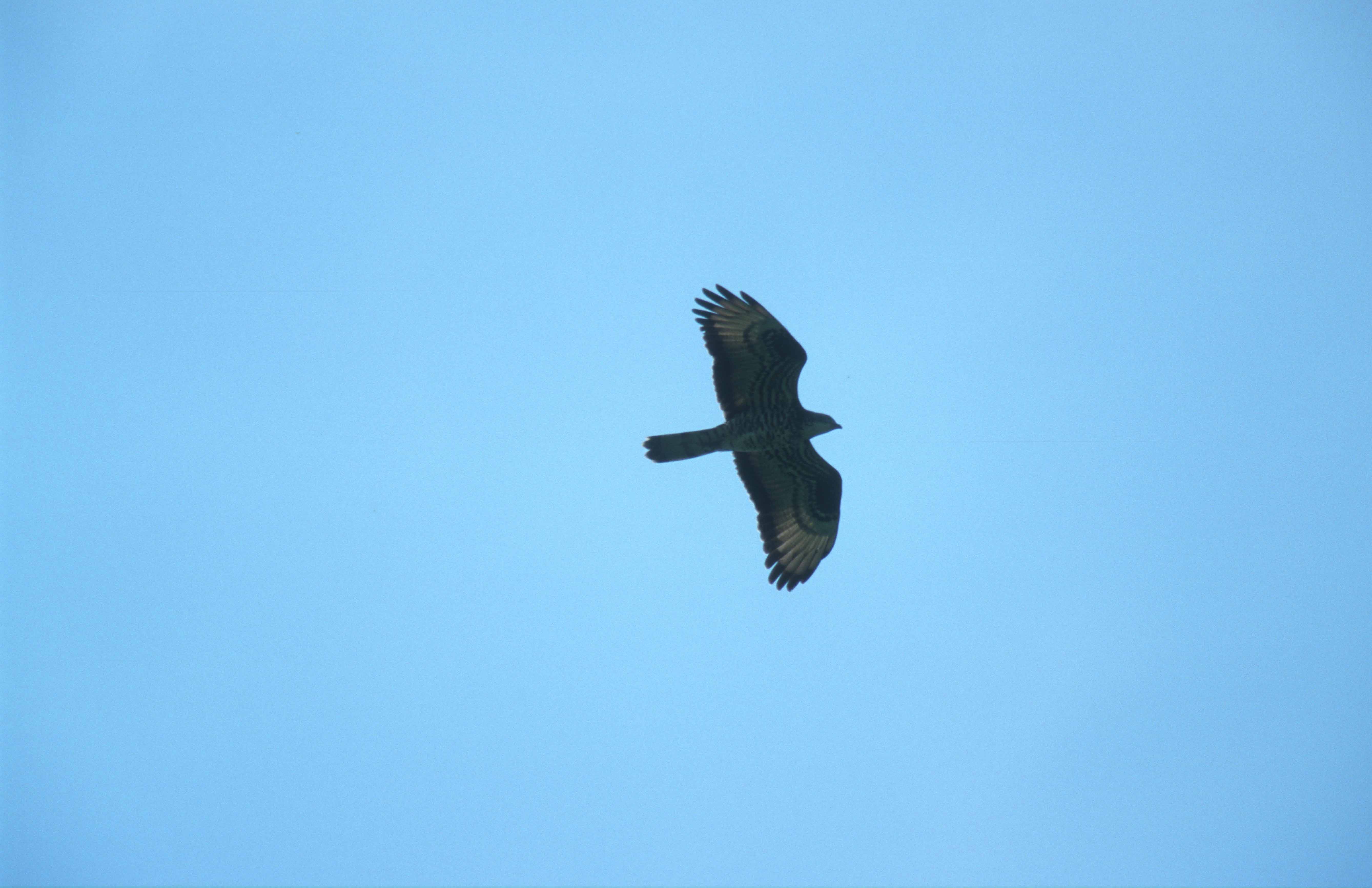 Nationalpark-Donau-Auen-6345-1-WT-Vogel-Wespenbussard--orig-Thaler.jpg