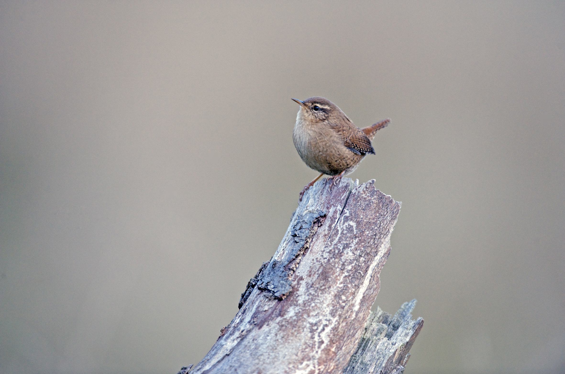 Nationalpark-Donau-Auen-14489-1-WT-Vogel-Zaunkonig,-Kovacs.jpg