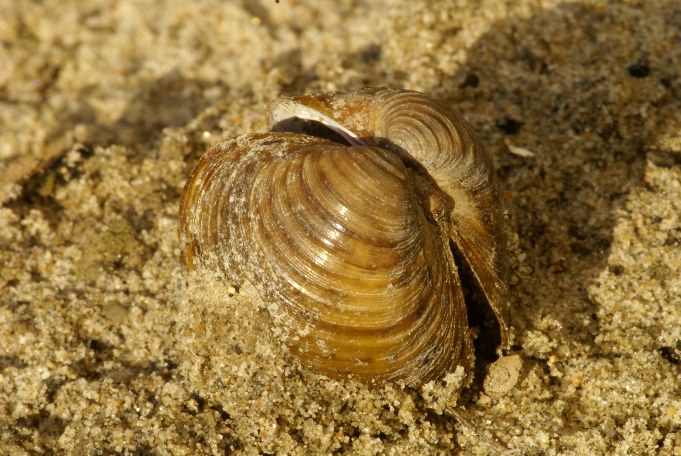 Nationalpark-Donau-Auen-16908-5-FaunaWL-Weichtiere-Korbchenmuschel,Baumgartner.jpg