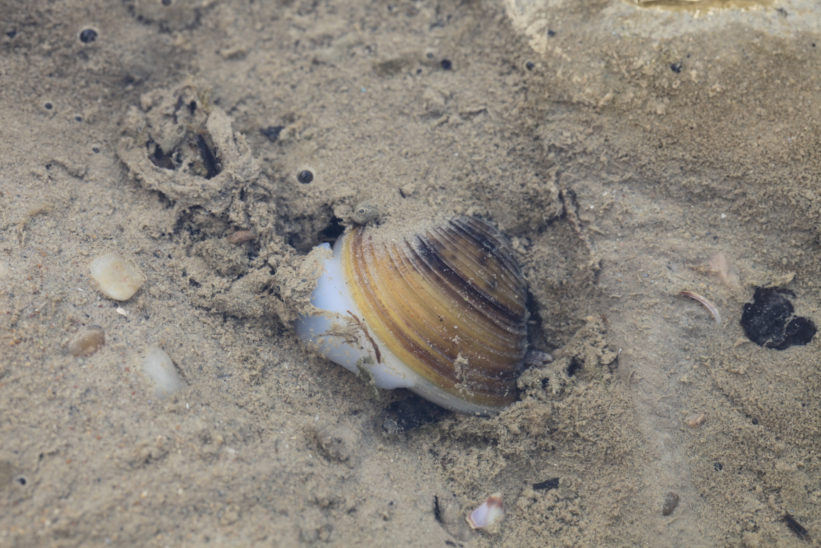 Nationalpark-Donau-Auen-31738-5-FaunaWL-Weichtiere-Korbchenmuschel,Baumgartner.JPG