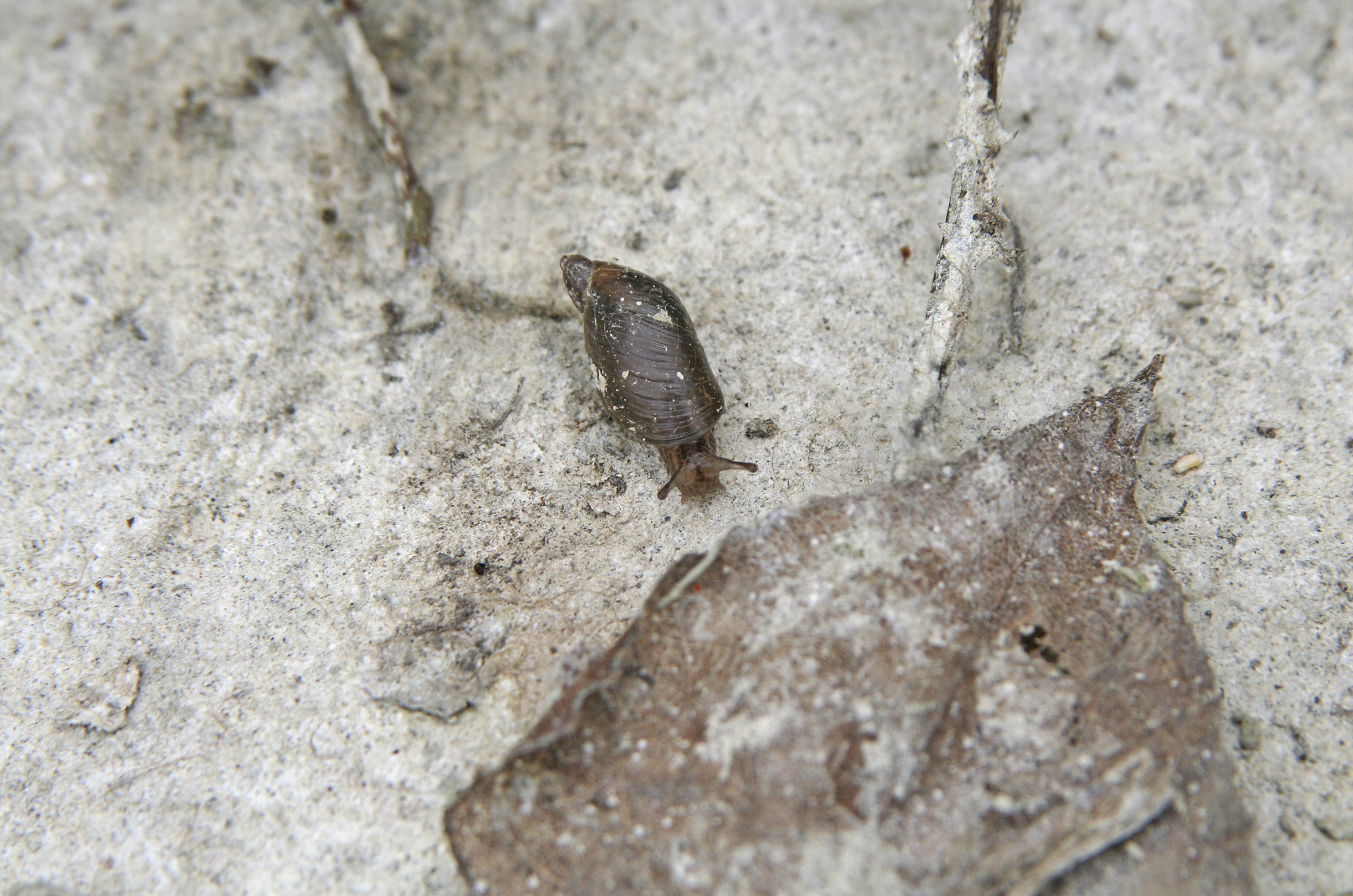 Nationalpark-Donau-Auen-10804-5-Fauna-WL-Weichtiere-Bernsteinschnecke,WalekLarisch.jpg