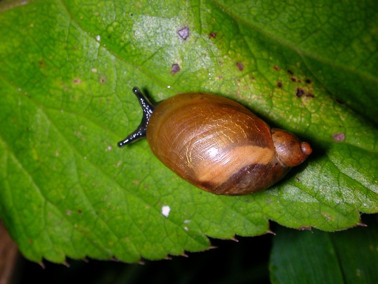 Nationalpark-Donau-Auen-Bernsteinschnecke,Vaclav-Hanzlik.jpg