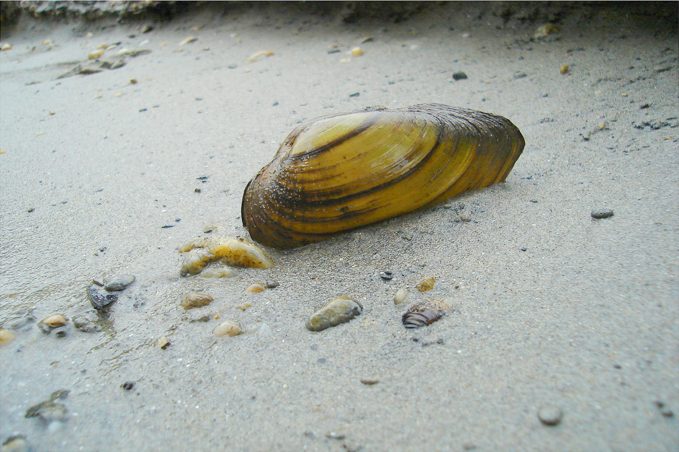 Nationalpark-Donau-Auen-13189-5-FaunaWL-Weichtiere-Flussmuschel,Kern.jpg