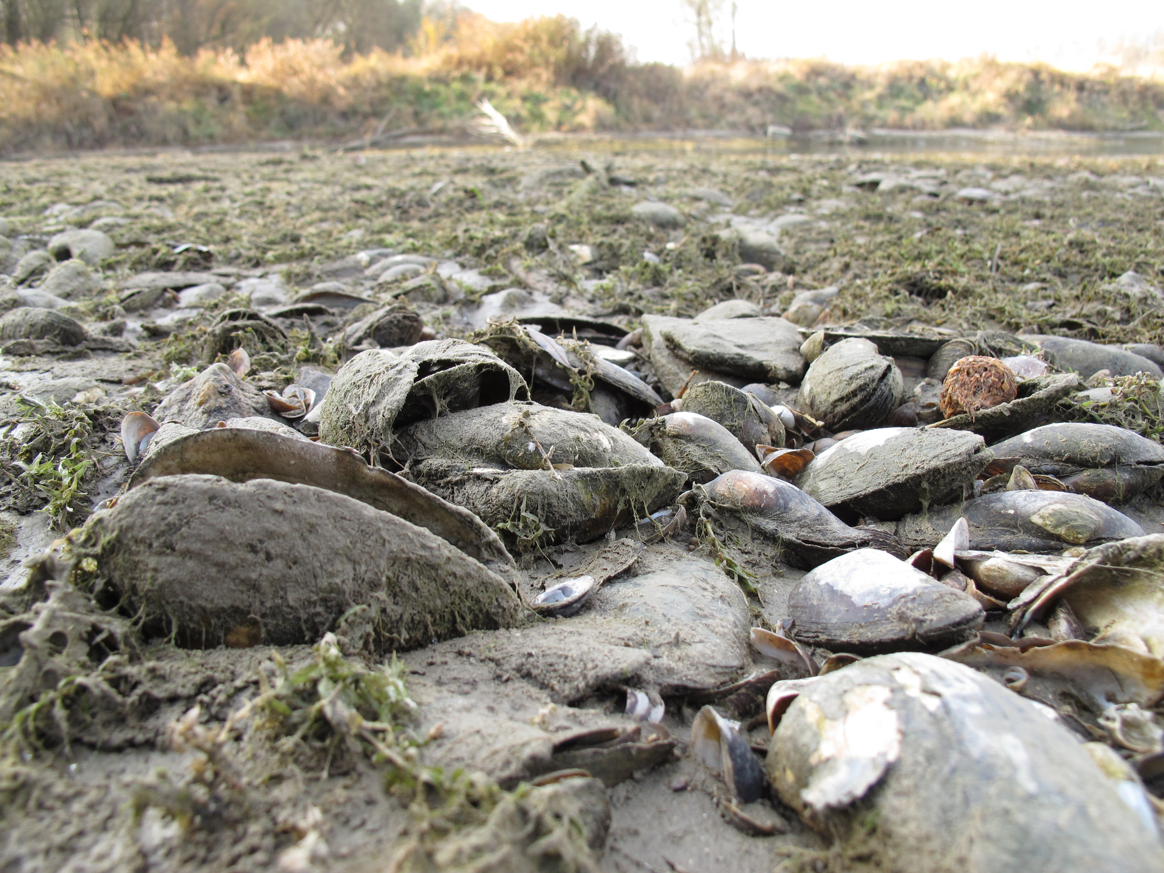Nationalpark-Donau-Auen-25237-5-FaunaWL-Weichtiere-FlussmuschelnRegelsbrunn,Baumgartner.JPG