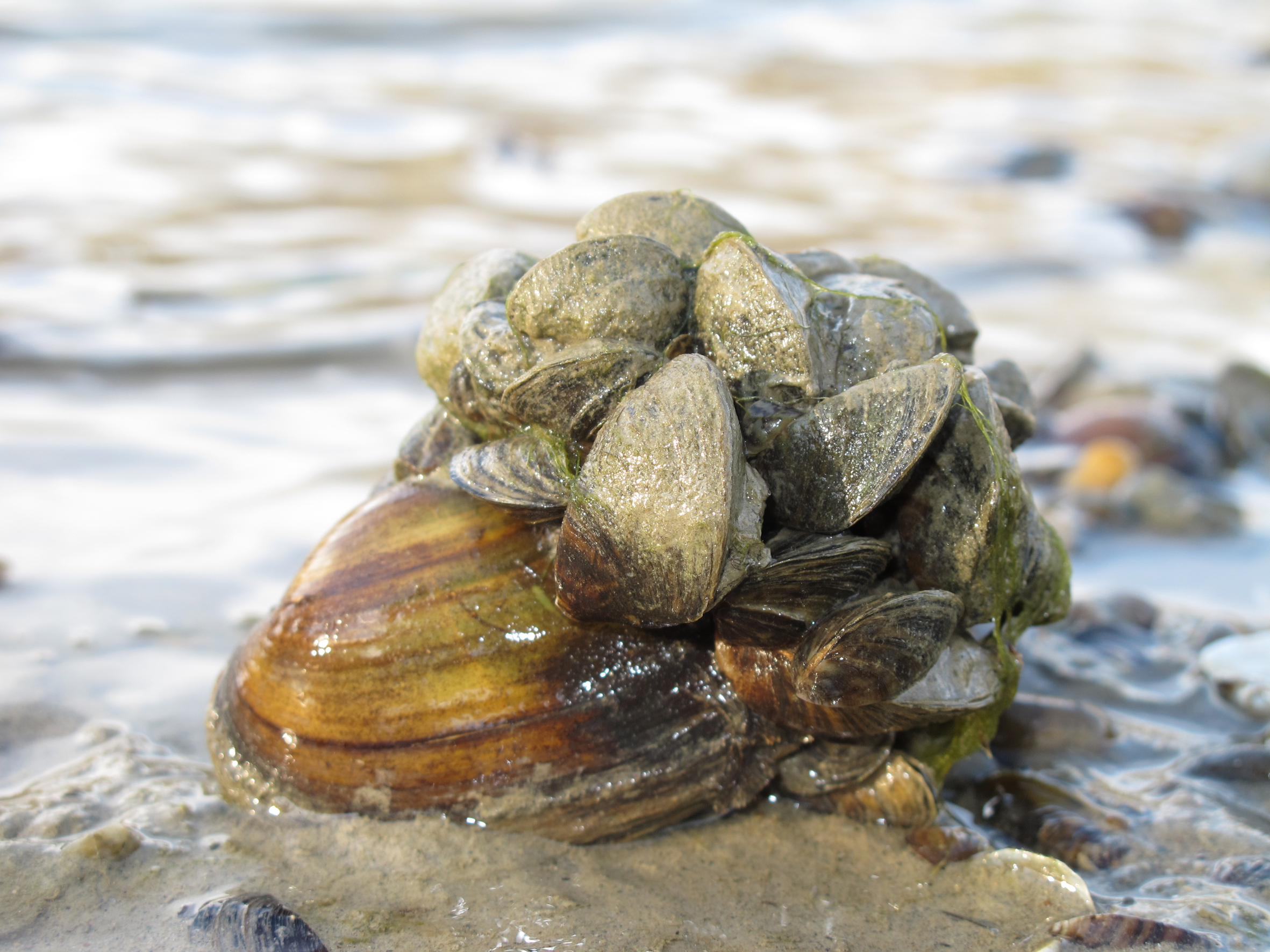 Nationalpark-Donau-Auen-31701-5-FaunaWL-Weichtiere-Wandermuschel-auf-Flussmuscheln,Baumgartner.JPG