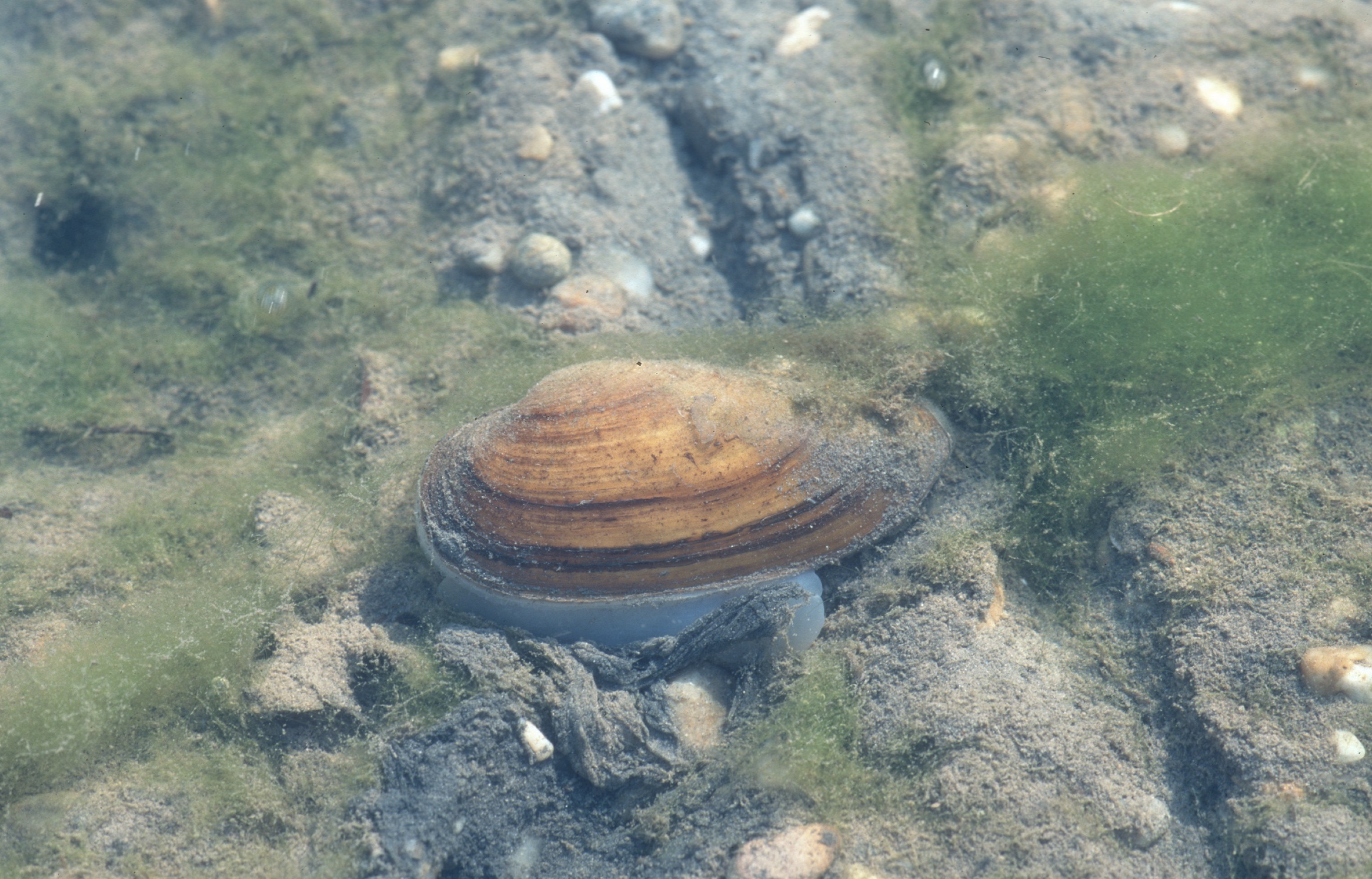 Nationalpark-Donau-Auen-5501-5-FaunaWL-Weichtiere-Flussmuschel,Baumgartner.jpg