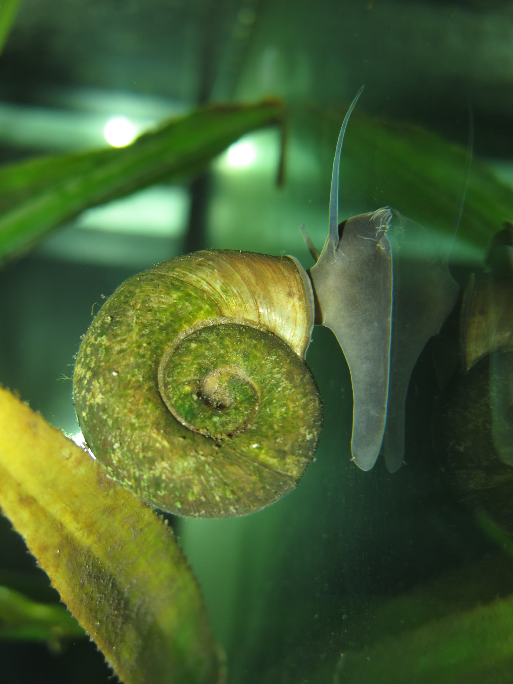 Nationalpark-Donau-Auen-30015-5-Fauna-WL-Weichtiere-Posthornschnecke,Baumgartner.JPG