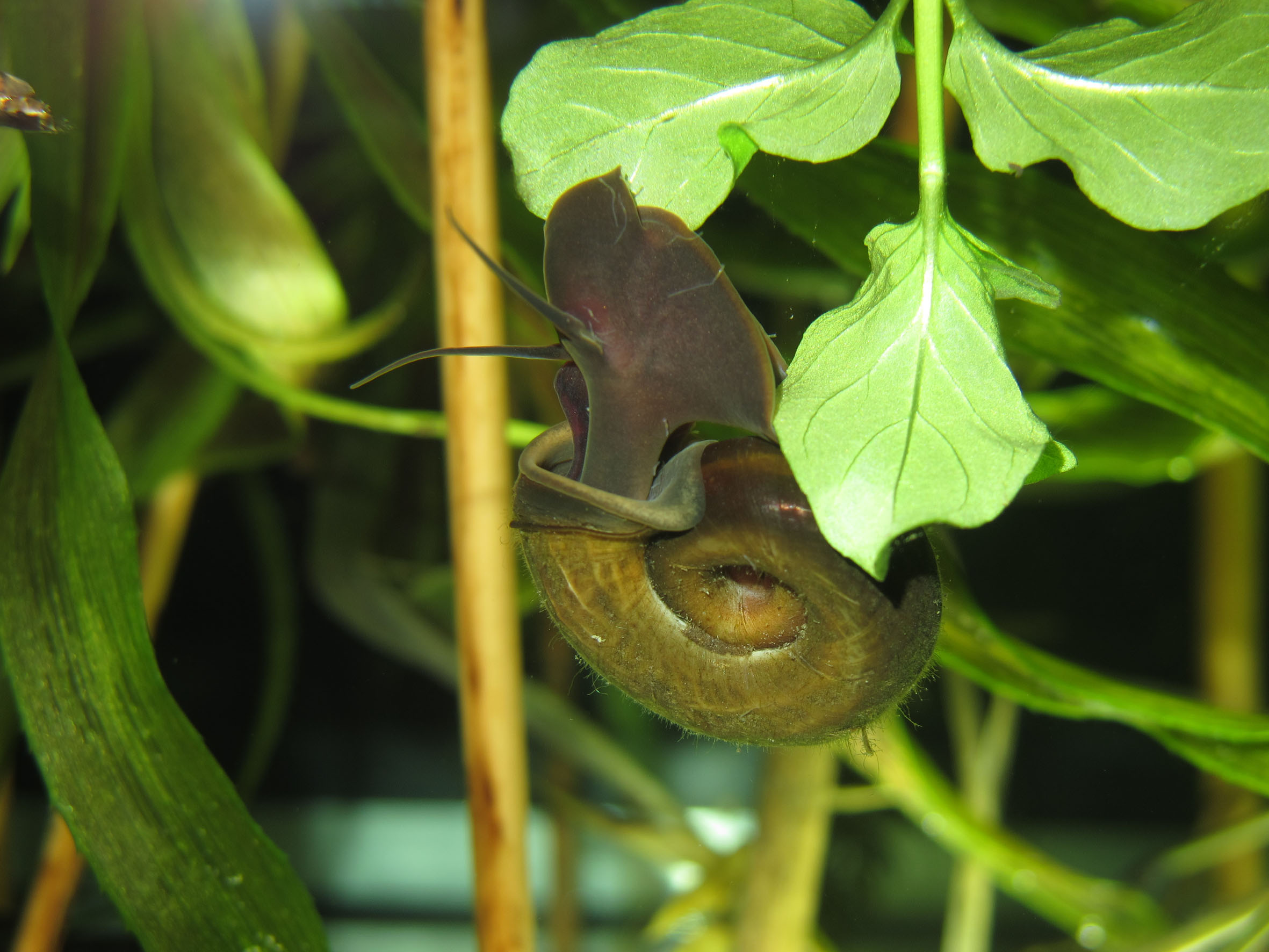 Nationalpark-Donau-Auen-30016-5-Fauna-WL-Weichtiere-Posthornschnecke,Baumgartner.JPG
