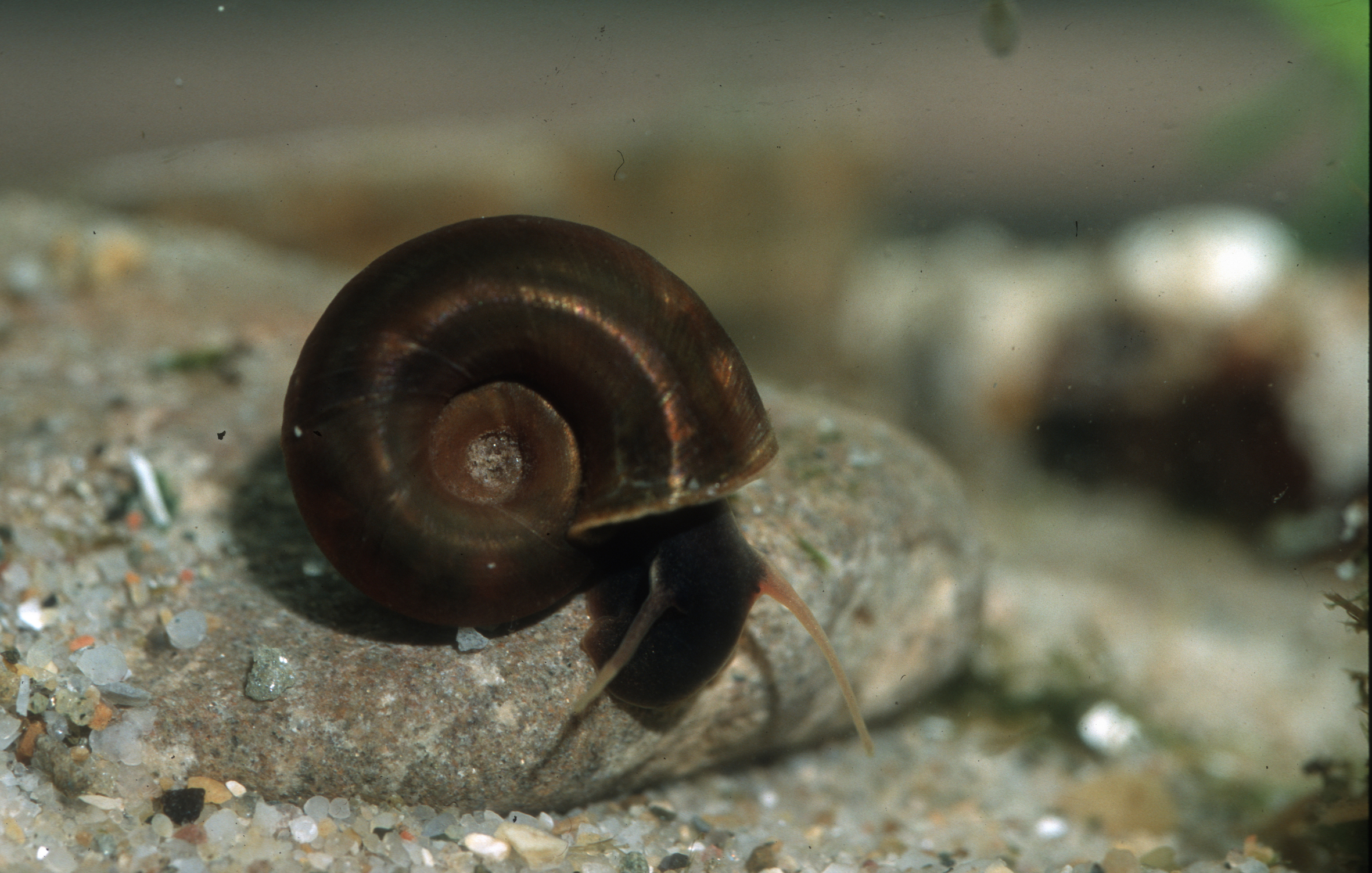 Nationalpark-Donau-Auen-4429-5-Fauna-WL-Weichtioere-Posthornschnecke,Grotensohn.jpg