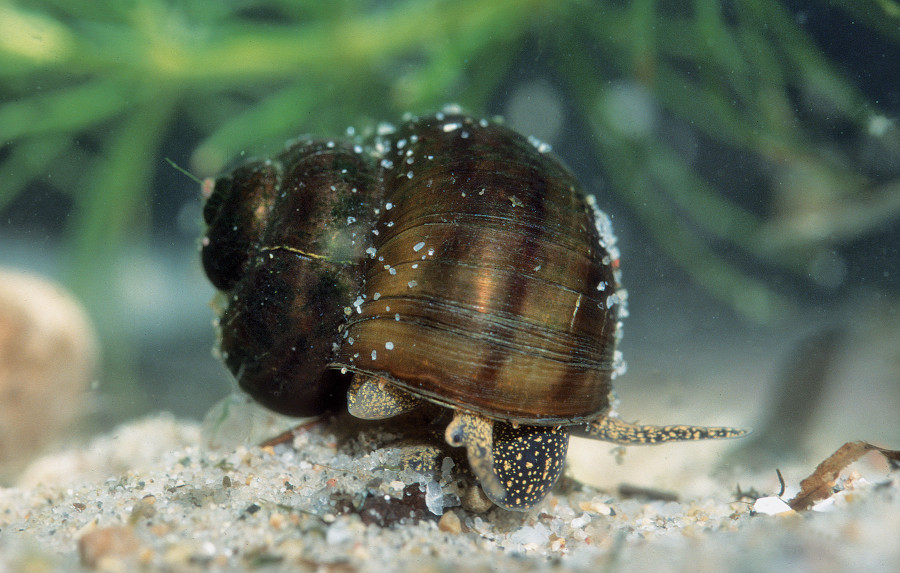 Nationalpark-Donau-Auen-4427-5-Fauna-WL-Weichtiere-Sumpfdeckelschnecke,bGrotensohn.jpg