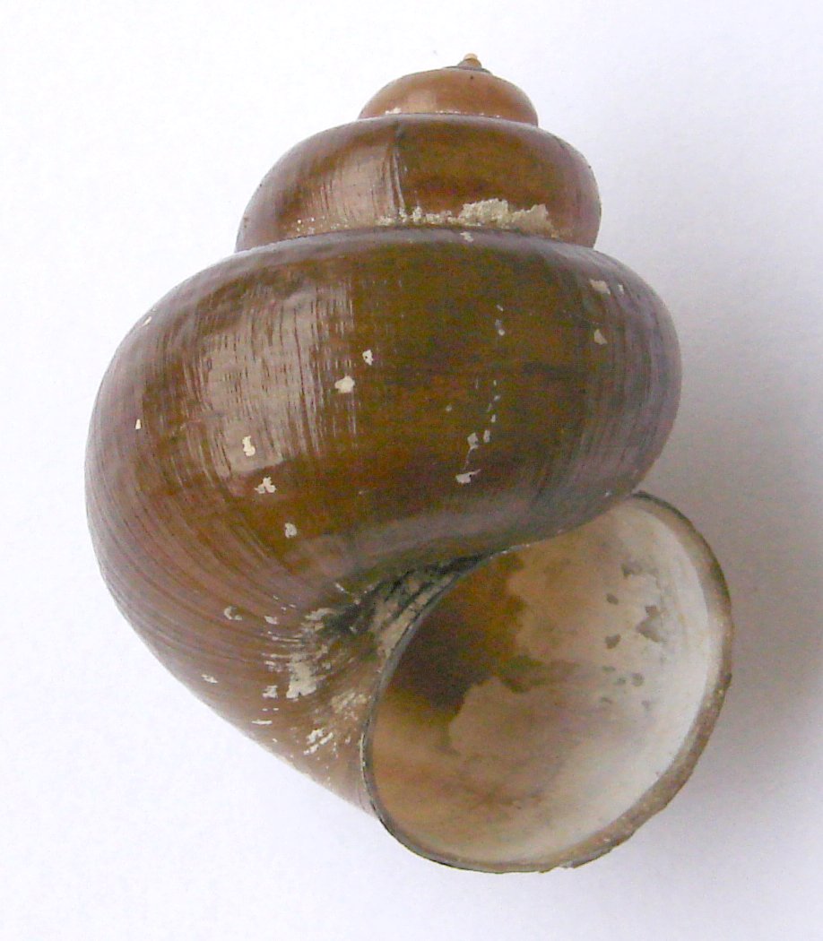 Nationalpark-Donau-Auen-Spitze-Sumpfdeckelschnecke,Aung,-Public-domain,-via-Wikimedia-Commons.jpg