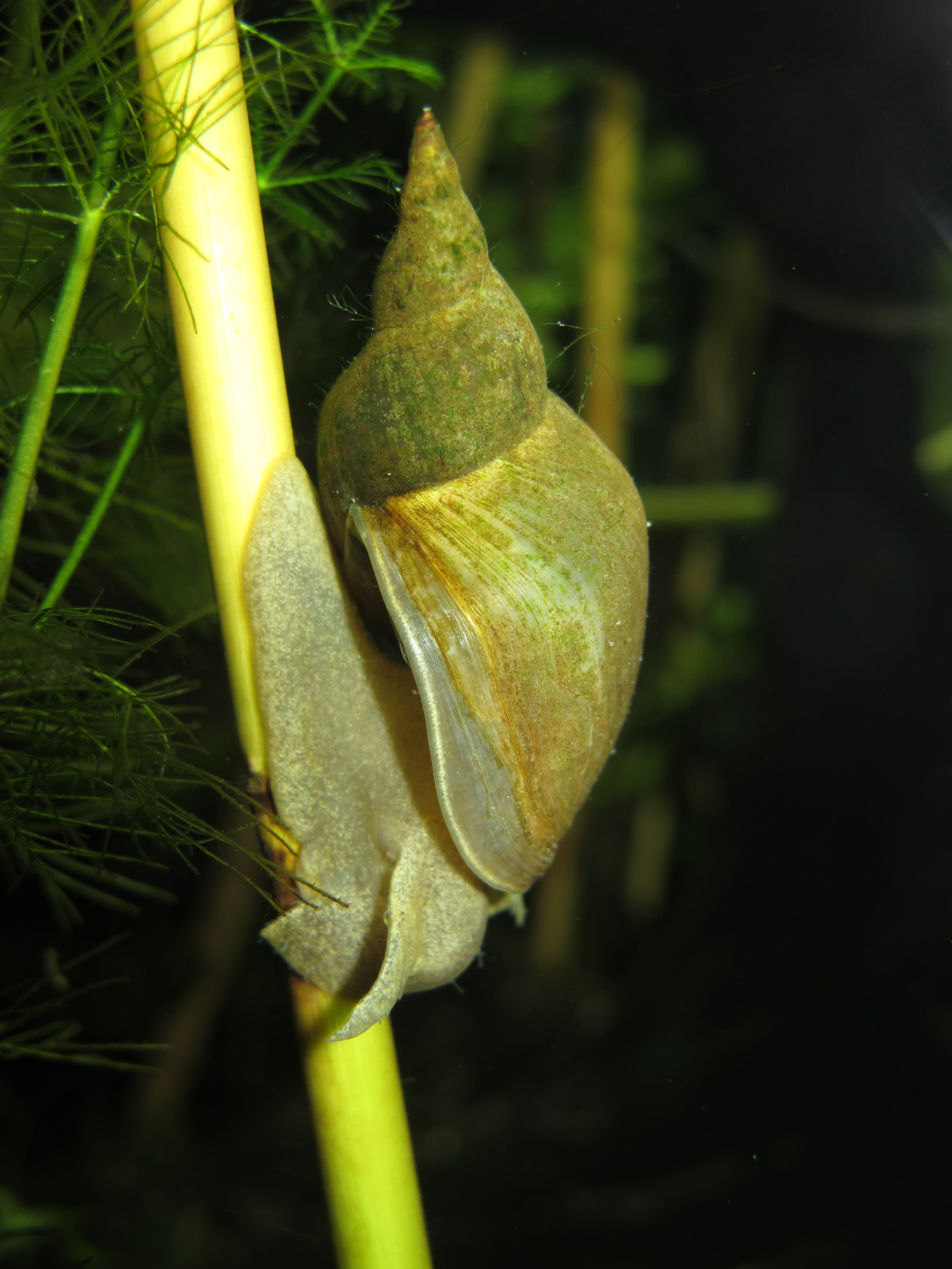 Nationalpark-Donau-Auen-29986-5-Fauna-WL-Weichtiere-Spitzschlammschnecke,Baumgartner.JPG