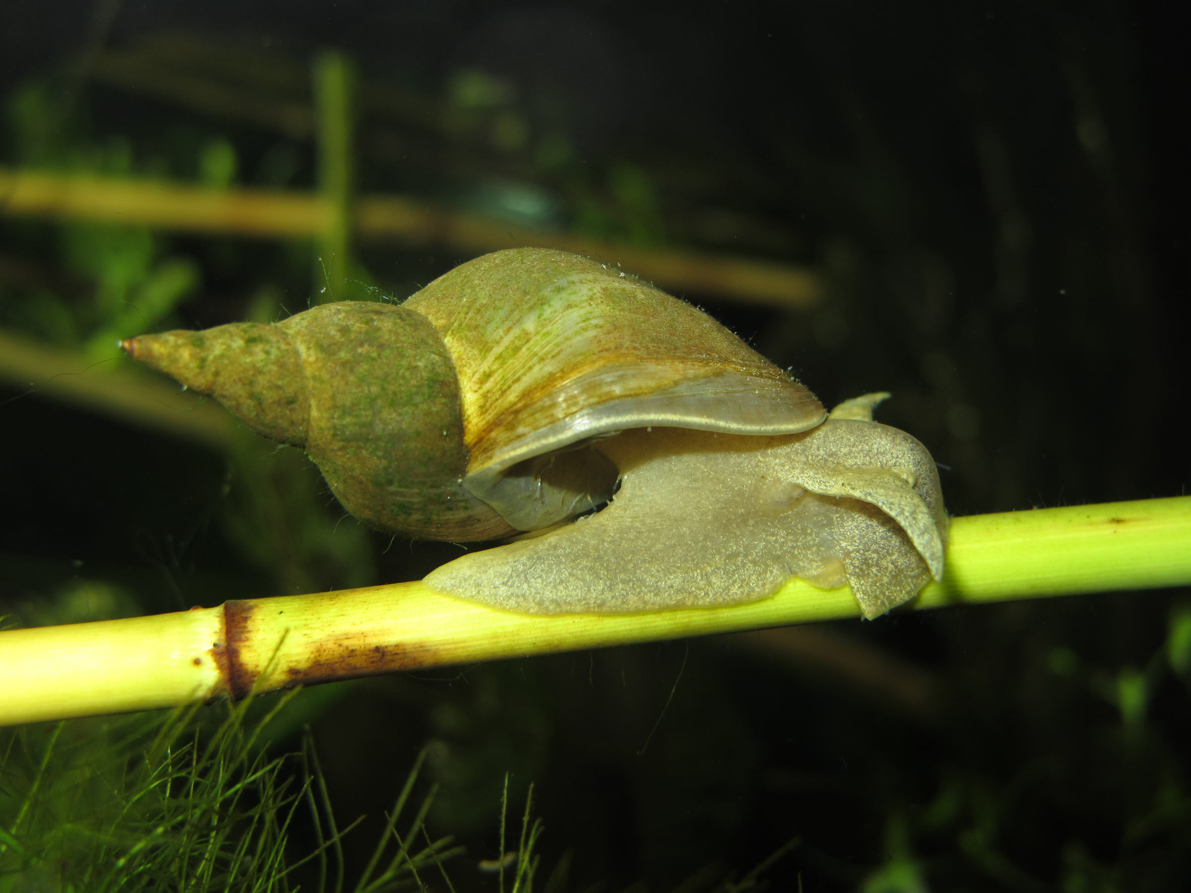 Nationalpark-Donau-Auen-29987-5-Fauna-WL-Weichtiere-Spitzschlammschnecke,Baumgartner.JPG