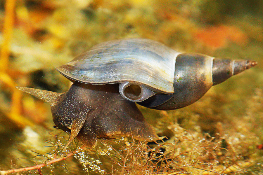 Nationalpark-Donau-Auen-35447-5-Fauna-WL-Weichtiere-Spitzschlammschnecke,KunzB.jpg