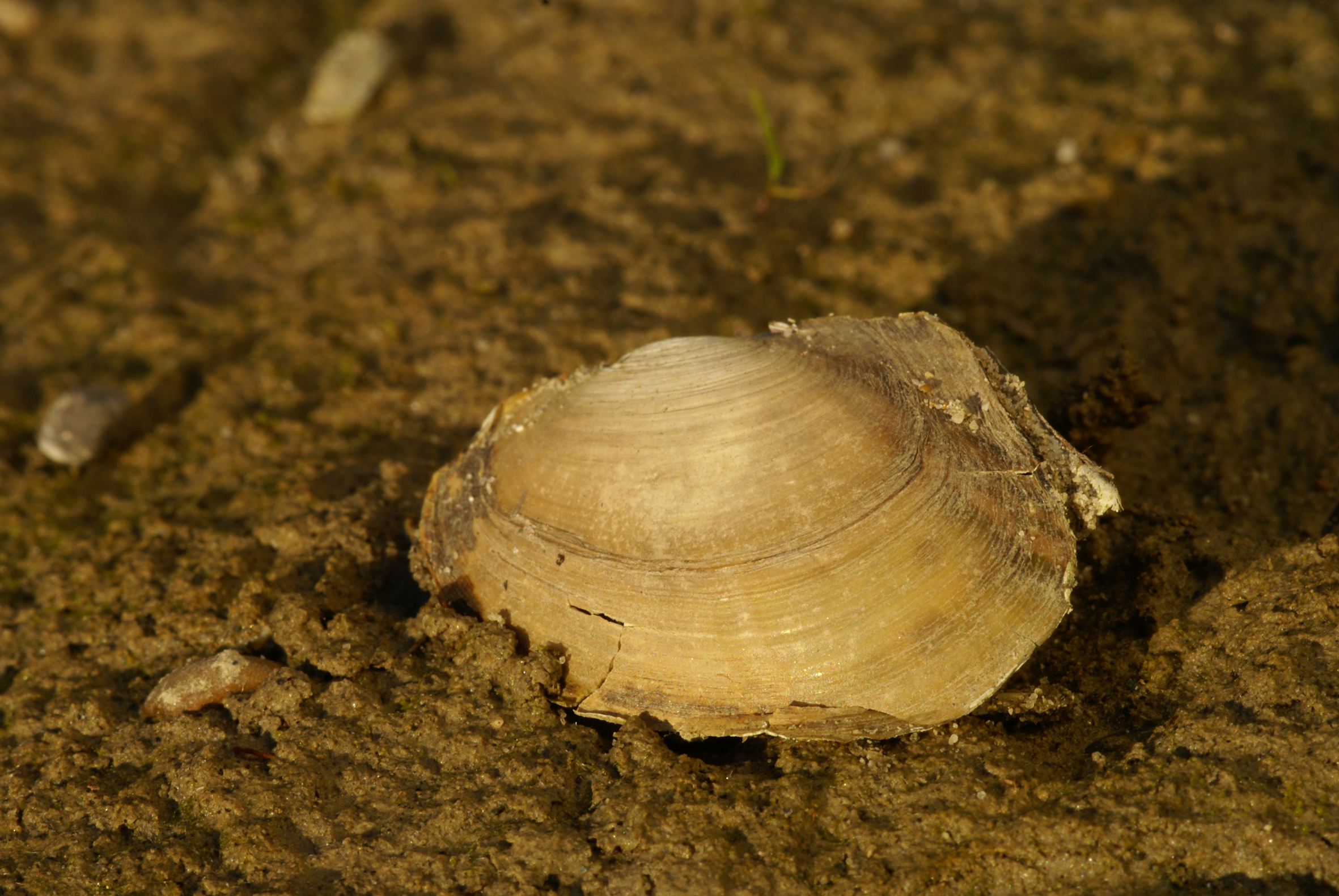 Nationalpark-Donau-Auen-16899-5-FaunaWL-Weichtiere-Teichmuschel,Baumgartner.jpg