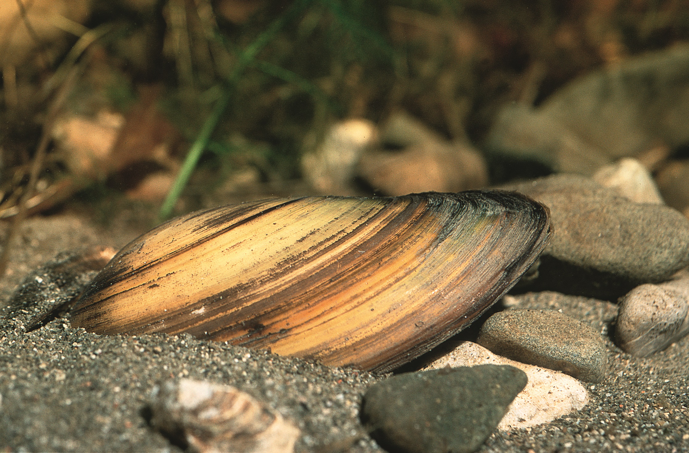 Nationalpark-Donau-Auen-4430-5-FaunaWL-Weichtiere-Teichmuschel,GrotensohnB.jpg