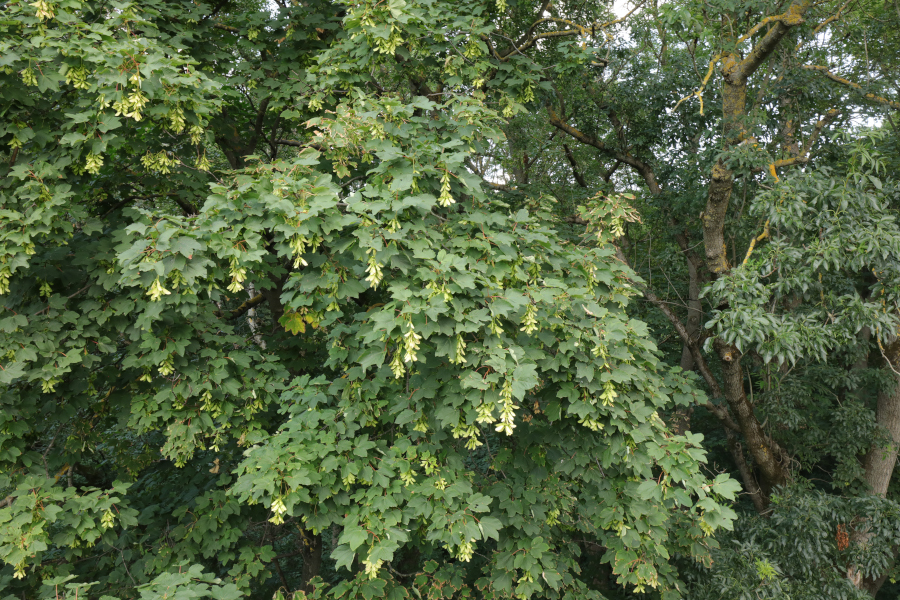 Nationalpark-Donau-Auen-51384-6-Flora-Baume-und-Straucher-Bergahorn-fruchtend,Baumgartner.JPG