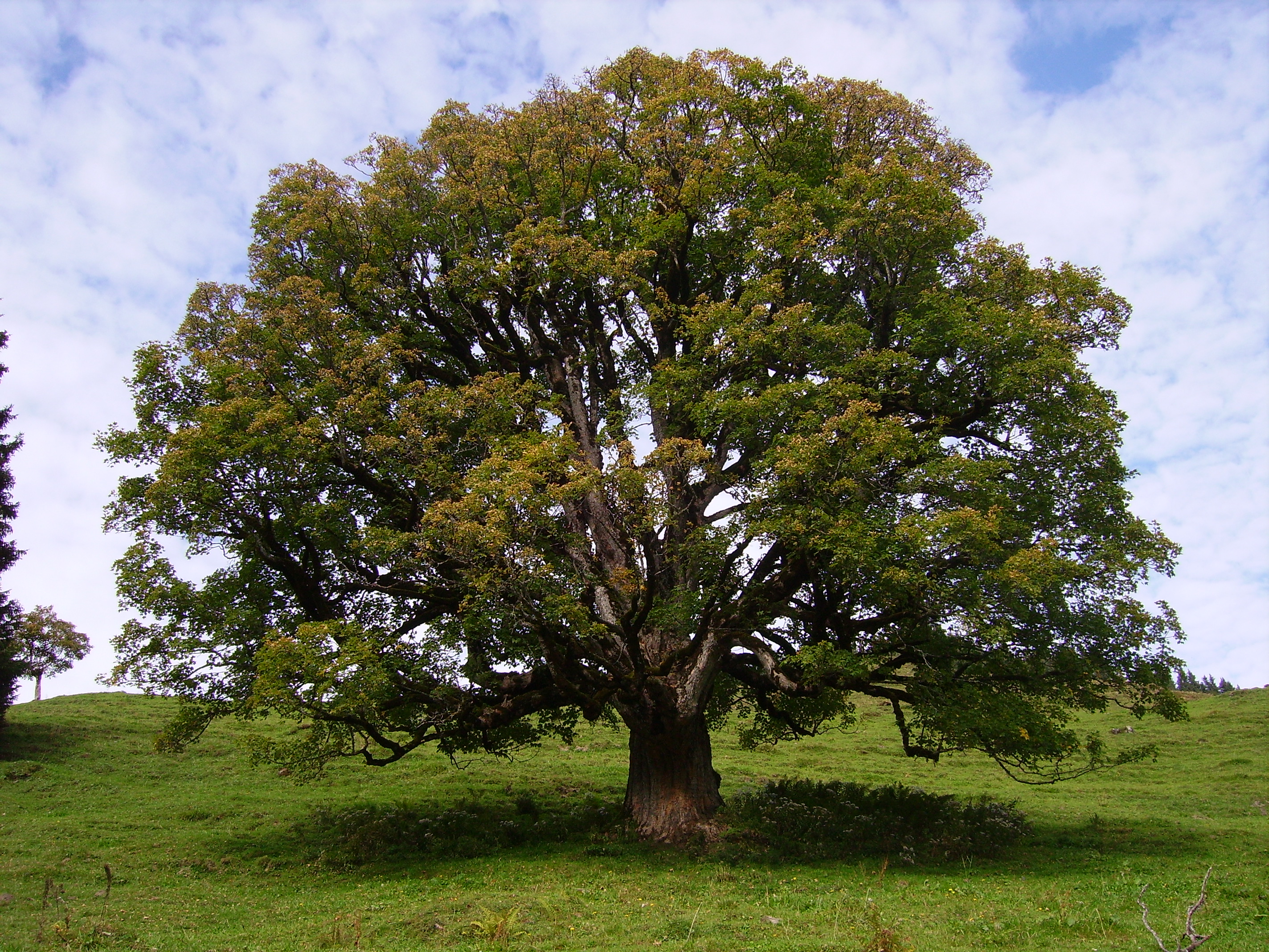 bergahorn_baum.jpg