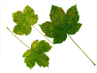 bergahorn_blatt.jpg