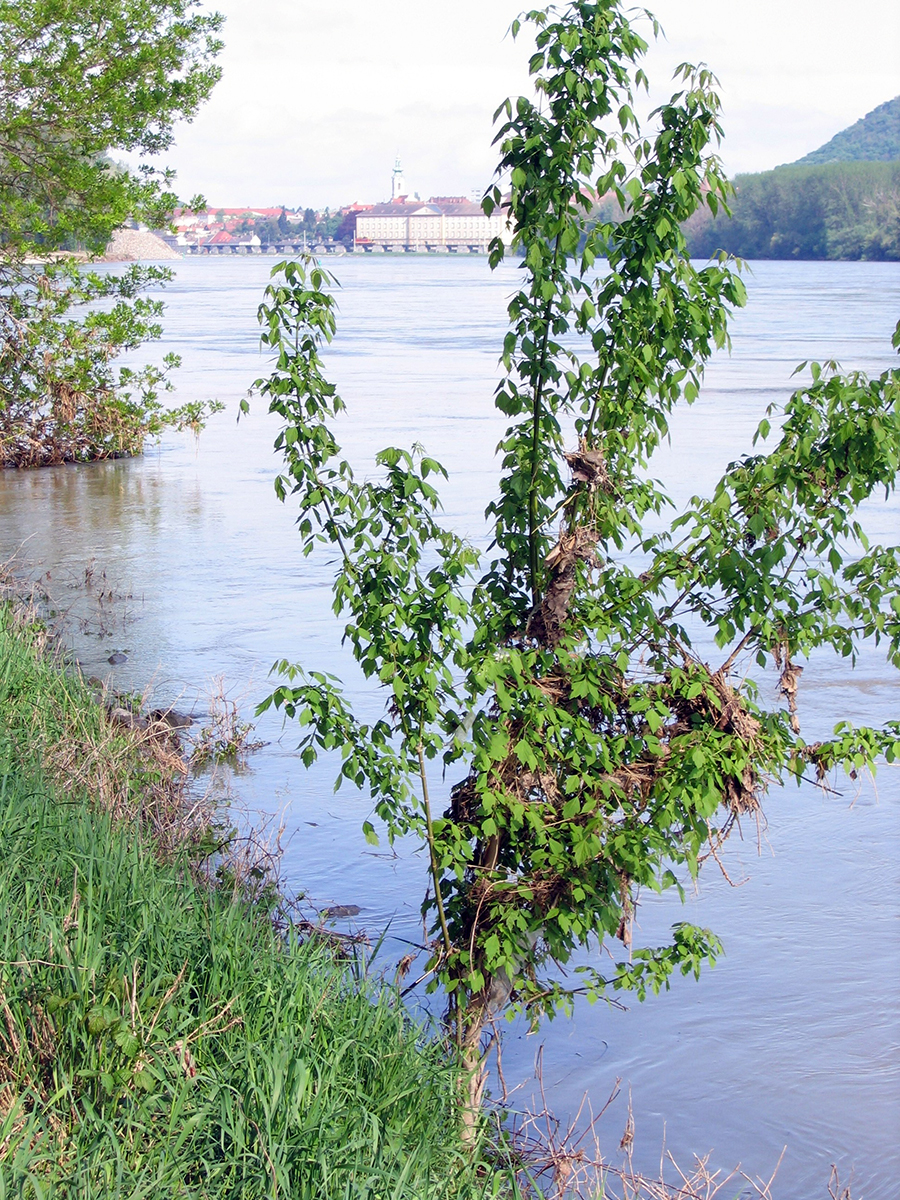 Nationalpark-Donau-Auen-Eschenahorn2.jpg