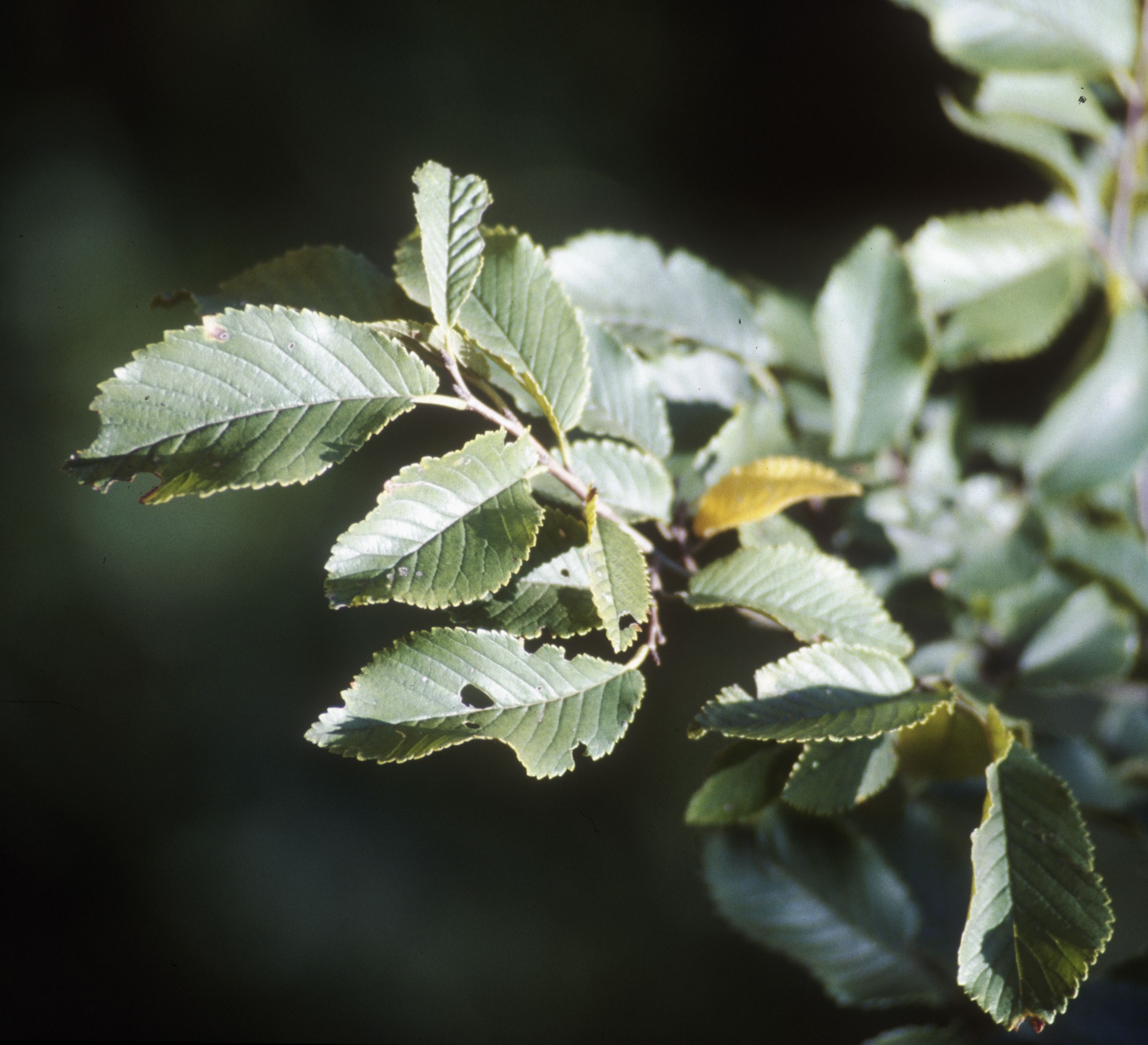 Nationalpark-Donau-Auen-3845-6-Flora-Baume-und-Straucher-Feldulme,Rust.jpg