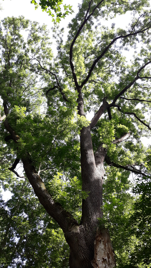 Nationalpark-Donau-Auen-48639_00018-6-Flora--Esche,Griesbacher.jpg