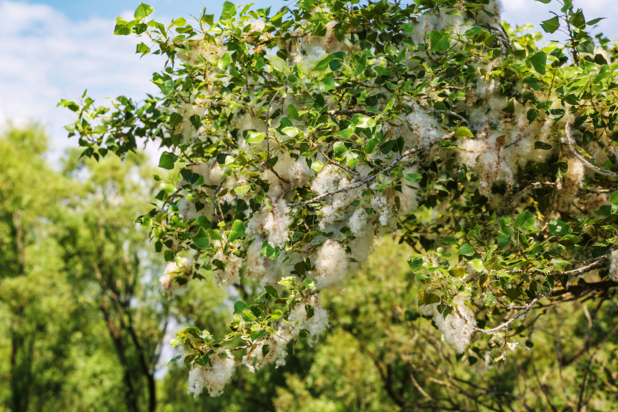 Nationalpark-Donau-Auen-45059-6-Flora-Baume-und-Straucher-Schwarzappelsamen_am_Baum,BaumgartnerB.jpg