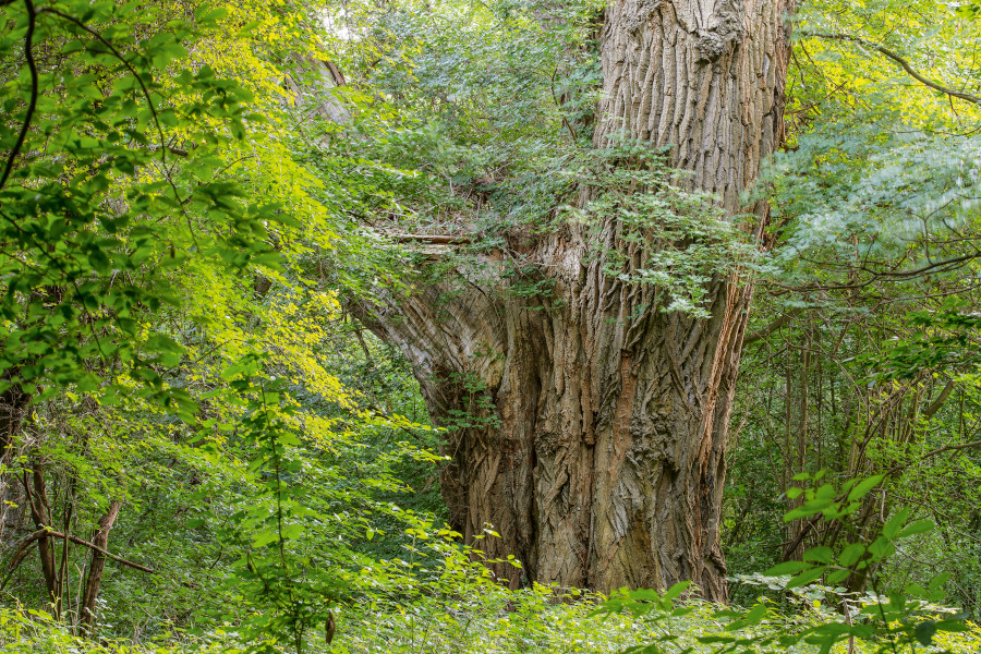 Nationalpark-Donau-Auen-45716-6-Flora-Baume-und-Straucher-SchwarzpappelStamm,FialaB.jpg