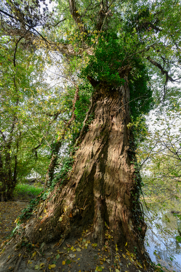 Nationalpark-Donau-Auen-49438-6-Flora--Schwarzpappel_HainburgTreppelweg,Kovacs.jpg