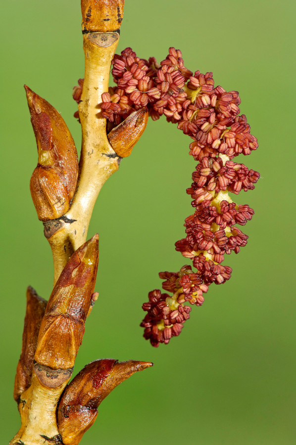 Nationalpark-Donau-Auen-9623-6-Flora--Baume-Straucher-Blute_Schwarzpappel,KovacsB.jpg