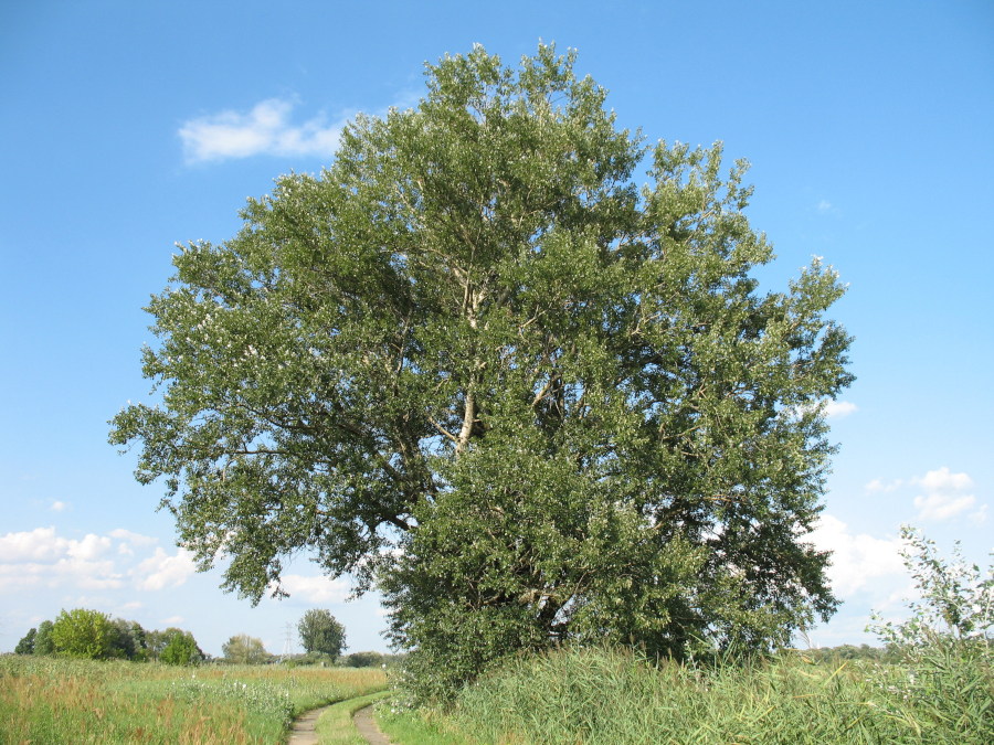 Nationalpark-Donau-Auen-46441-6-Flora-Baume-und-Straucher-Silberpappel-UnteresOdertal,Baumgartner.JPG