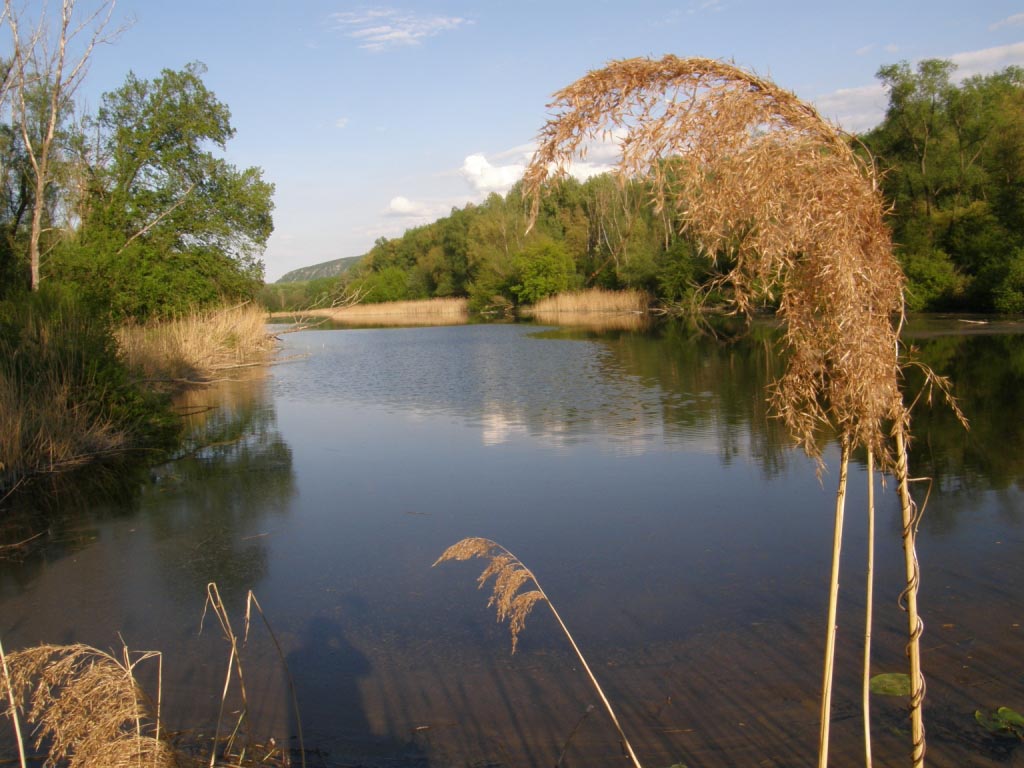 Nationalpark-Donau-Auen-23687-10-Flora-Wasserpflanzen-Schilfrohr,Neumair.JPG