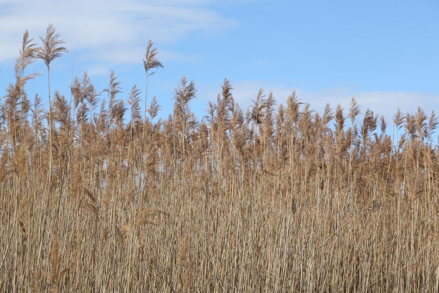 Nationalpark-Donau-Auen-41120-10-Flora-Wasserpflanzen-Schilf_UntereLobau,Baumgartner.JPG