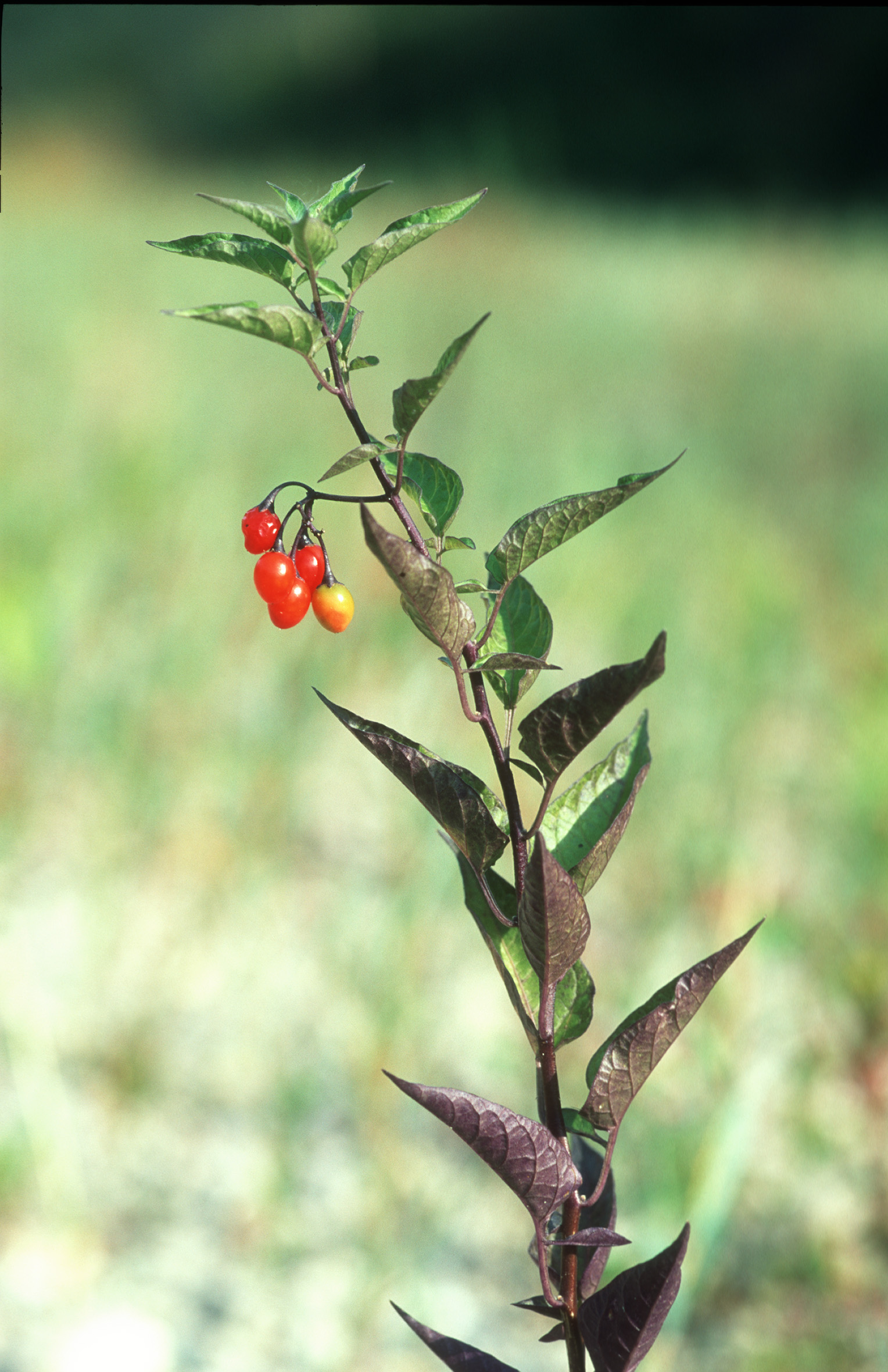 Nationalpark-Donau-Auen-5496-7-Flora-Krautige-Bittersusser-Nachtschatten,Baumgartner.jpg