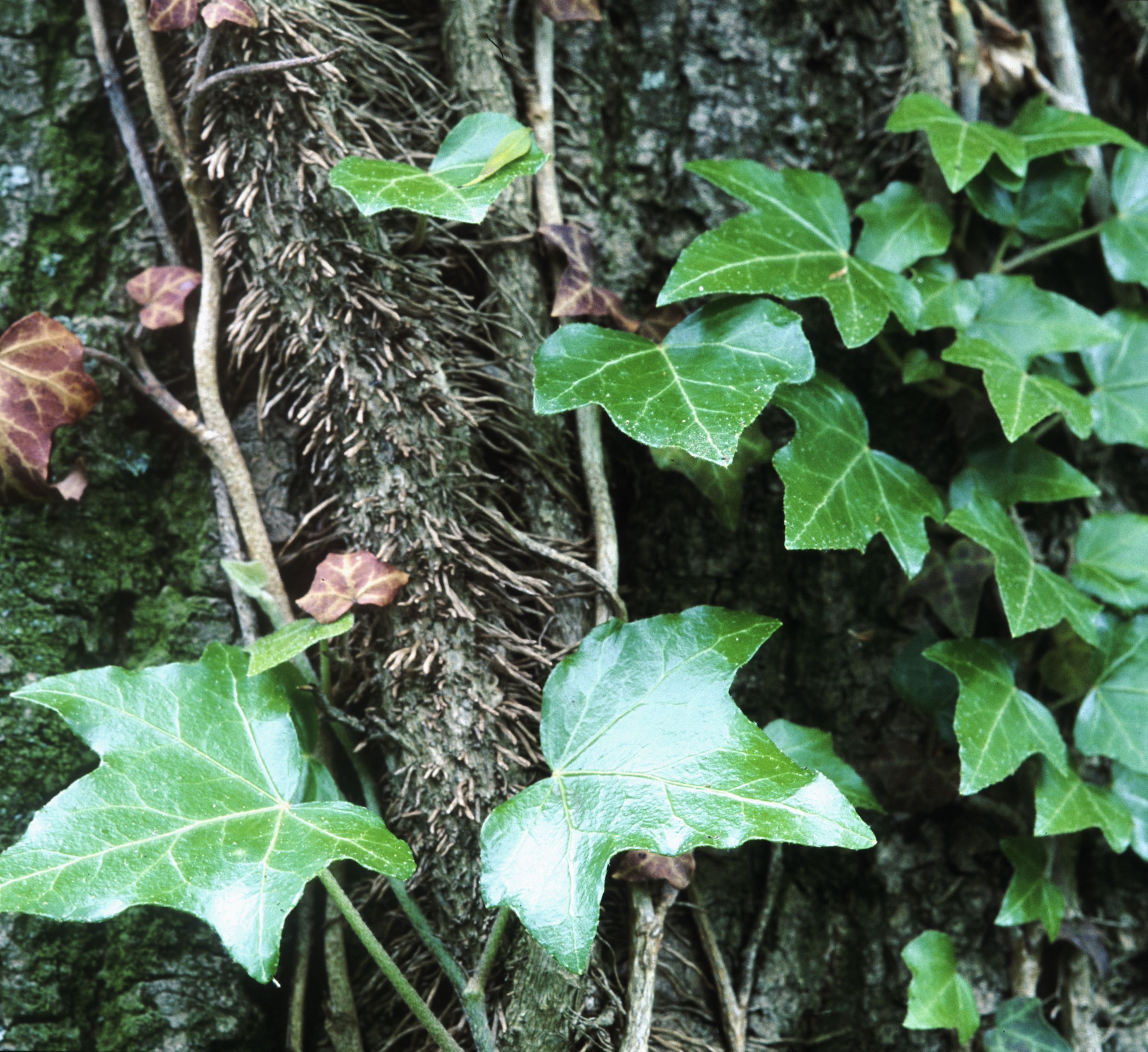 Nationalpark-Donau-Auen-6617-8-Flora-Lianen-Efeu,Weiland.jpg