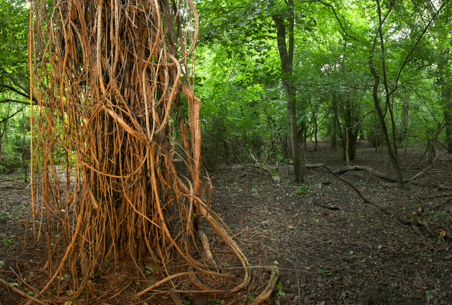 Nationalpark-Donau-Auen-45563-8-Lianen-Waldrebe,Kovacs.jpg