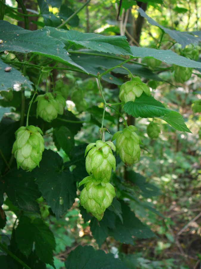 Nationalpark-Donau-Auen-13520-8-Flora-Lianen-Hopfen-,Kern.jpg