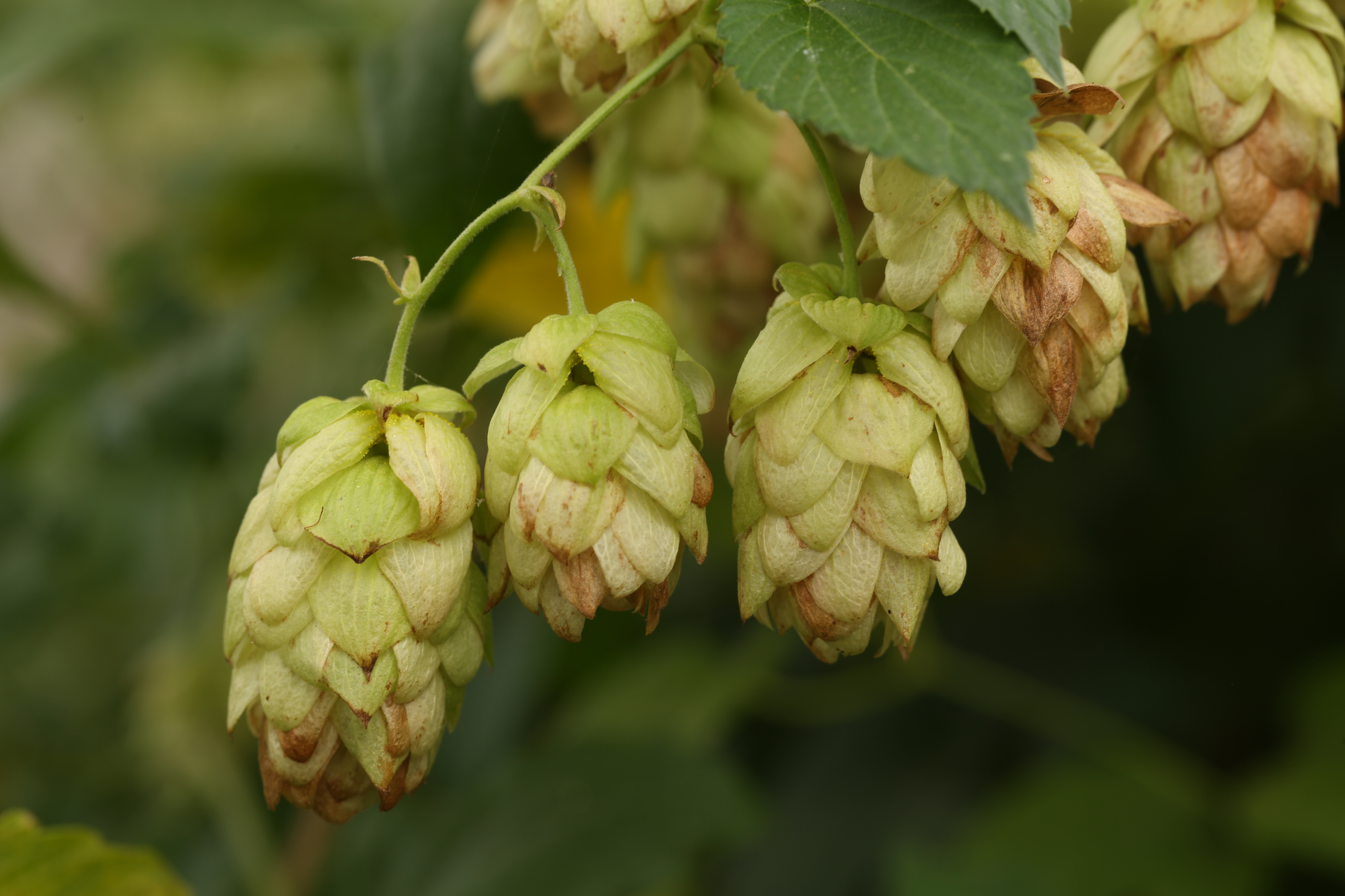 Nationalpark-Donau-Auen-41655-8-Lianen-Wilder-Hopfen_Fruchte,Baumgartner.JPG