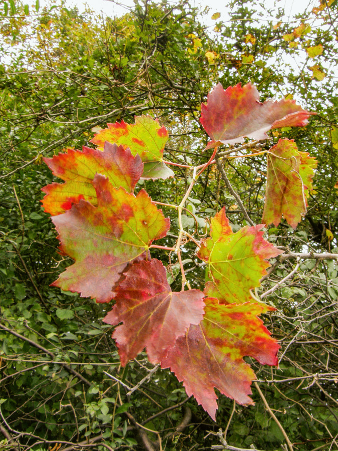 Nationalpark-Donau-Auen-50051-8-Flora-Lianen-Wilder-Wein,NeumairB.jpg