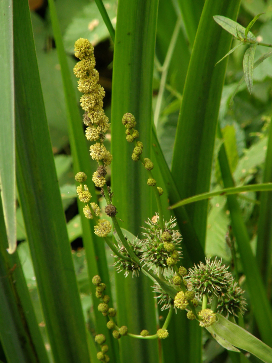 Nationalpark-Donau-Auen-17836-10-Flora-Wasserpflanzen-Igelkolben,Neumair.jpg