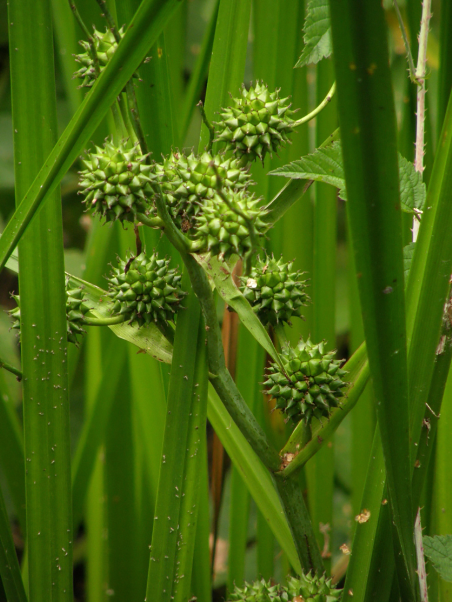 Nationalpark-Donau-Auen-17838-10-Flora-Wasserpflanzen-Igelkolben-Neumair.jpg