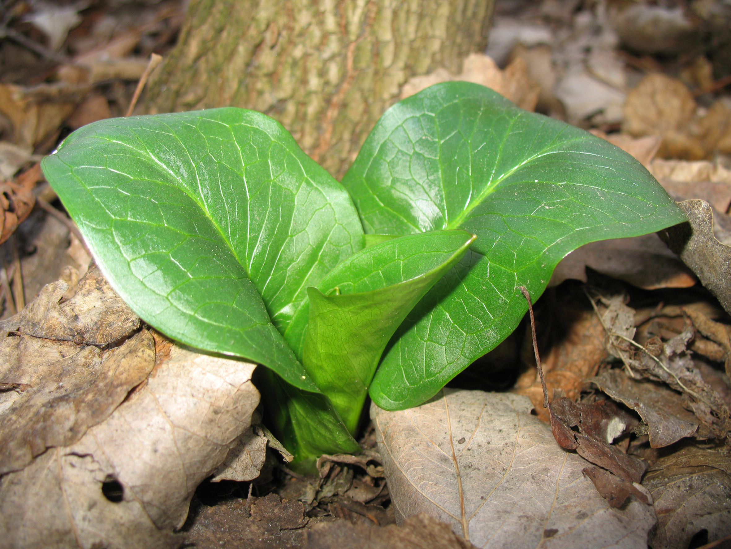 Nationalpark-Donau-Auen-14403-11-Flora-Geophyten-Aronstab,Baumgartner.JPG