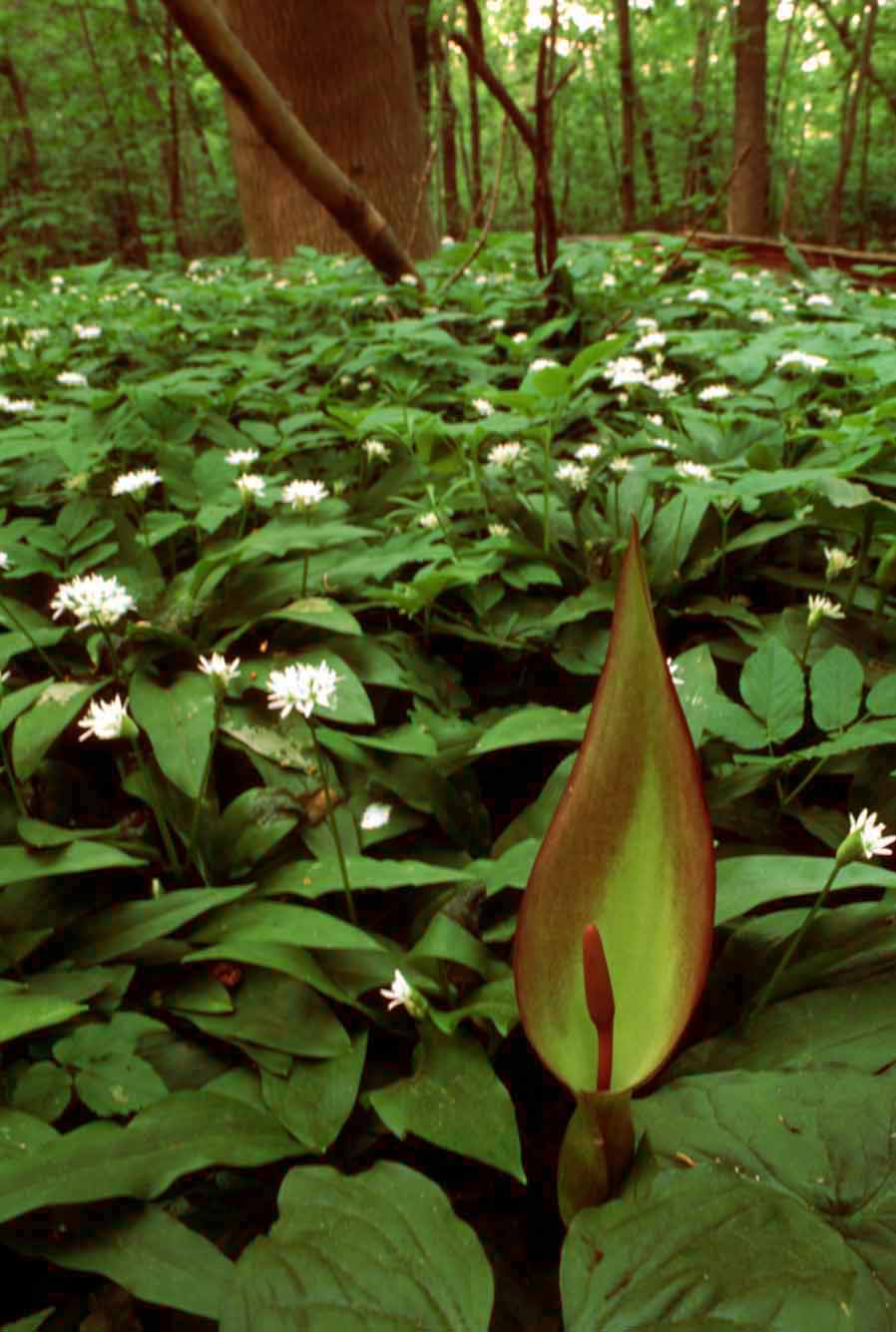 Nationalpark-Donau-Auen-6375-11-Flora-Geophyten-Aronstab-Weiland.jpg