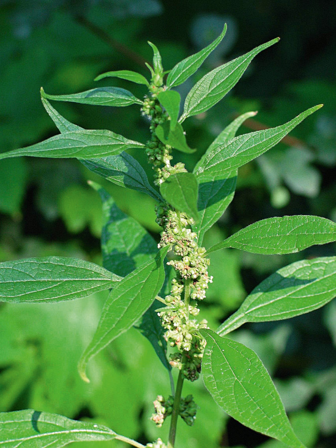 Nationalpark-Donau-Auen-9980-7-Flora-Krautige-Aufrechtes-Glaskraut_Parietaria-officinalis,BertholdB.jpg